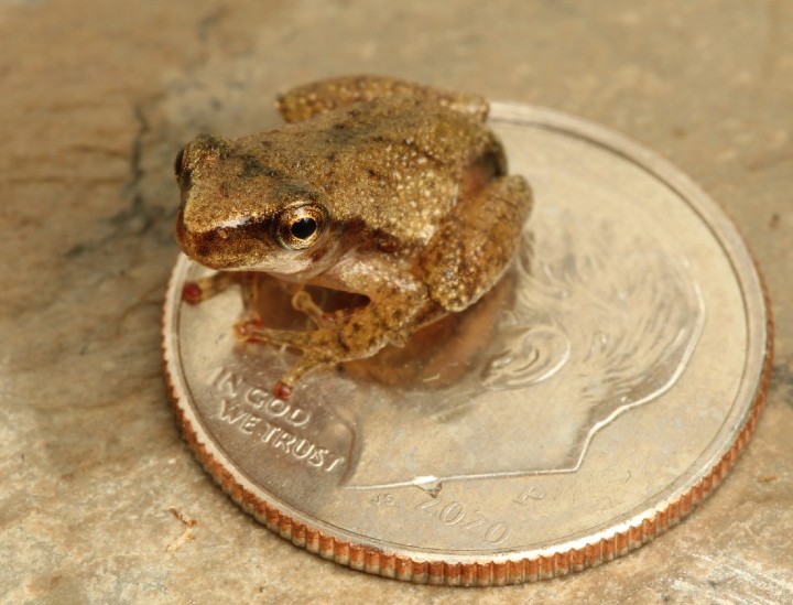 Spring Peeper